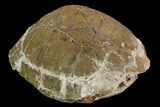 Fossil Tortoise (Testudo) - South Dakota #129249-5